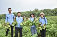 ក្រុមការងារស.ស.យ.ក ខេត្តប៉ៃលិន បាននាំគ្នាចុះជួយប្រមូលកសិផលប្រជាពលរដ្ឋនៅស្រុកសាលាក្រៅ